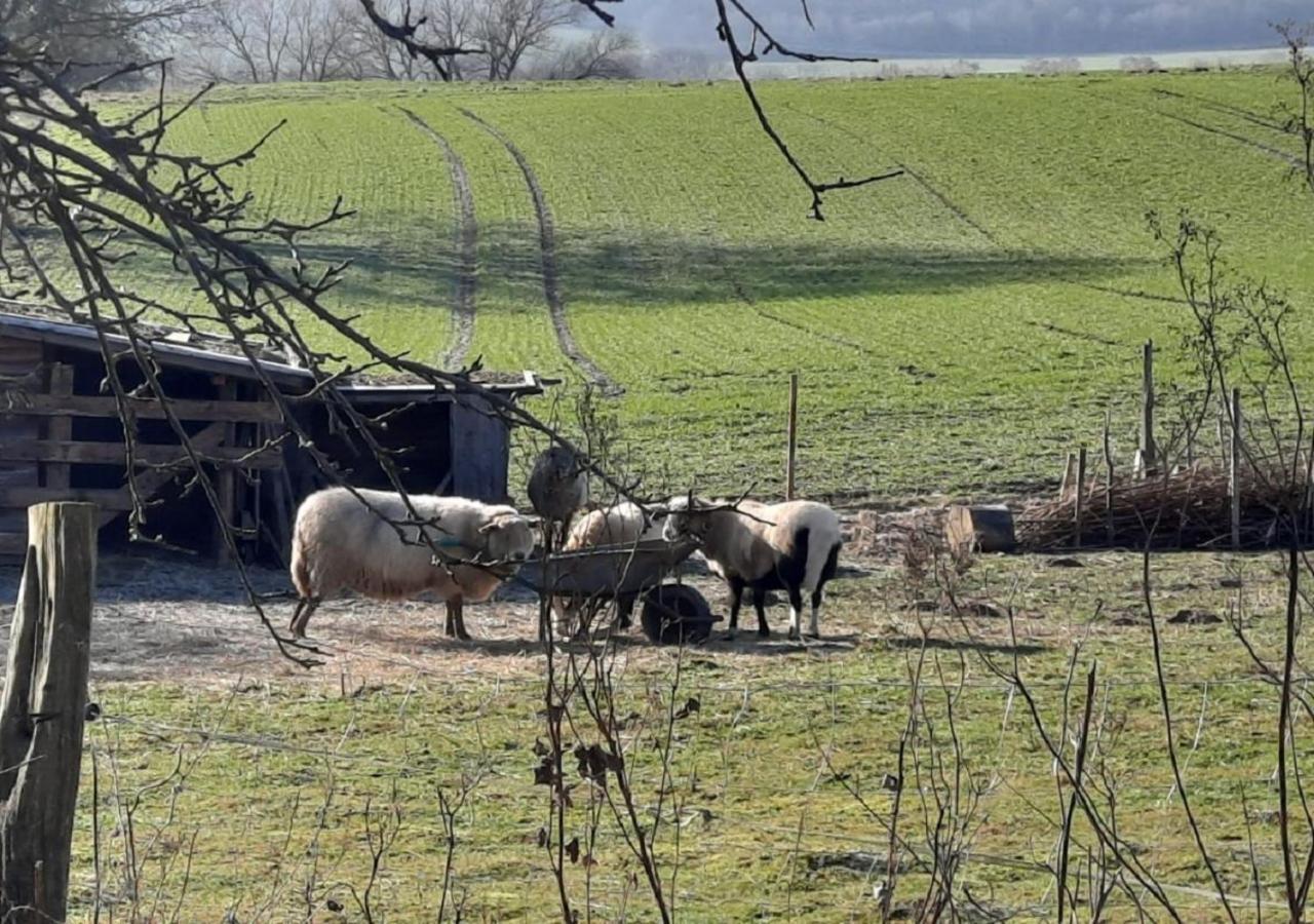 Exklusive Naturoase Direkt Am Ars Natura Wanderweg Mit Panoramablick Auf Melsungen Apartman Kültér fotó