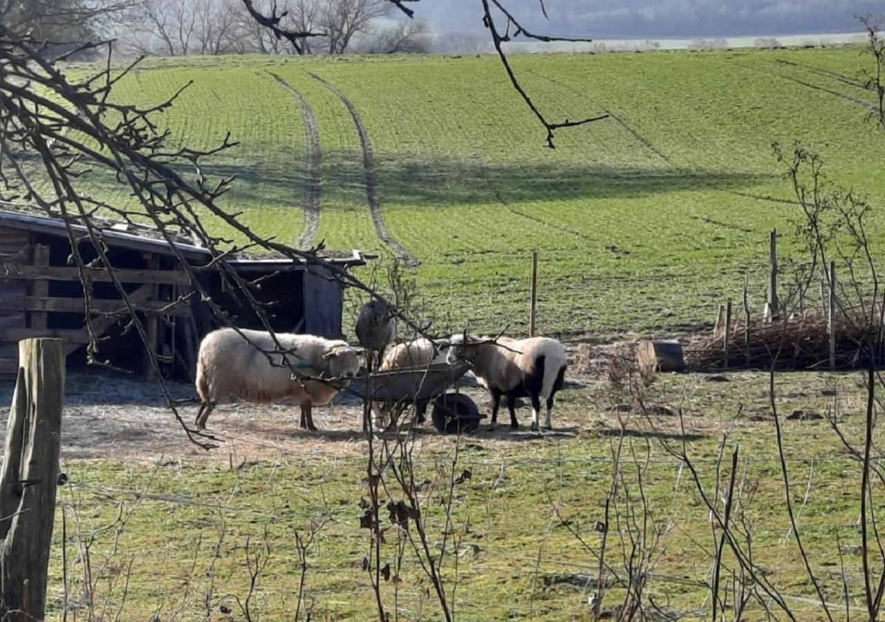 Exklusive Naturoase Direkt Am Ars Natura Wanderweg Mit Panoramablick Auf Melsungen Kültér fotó